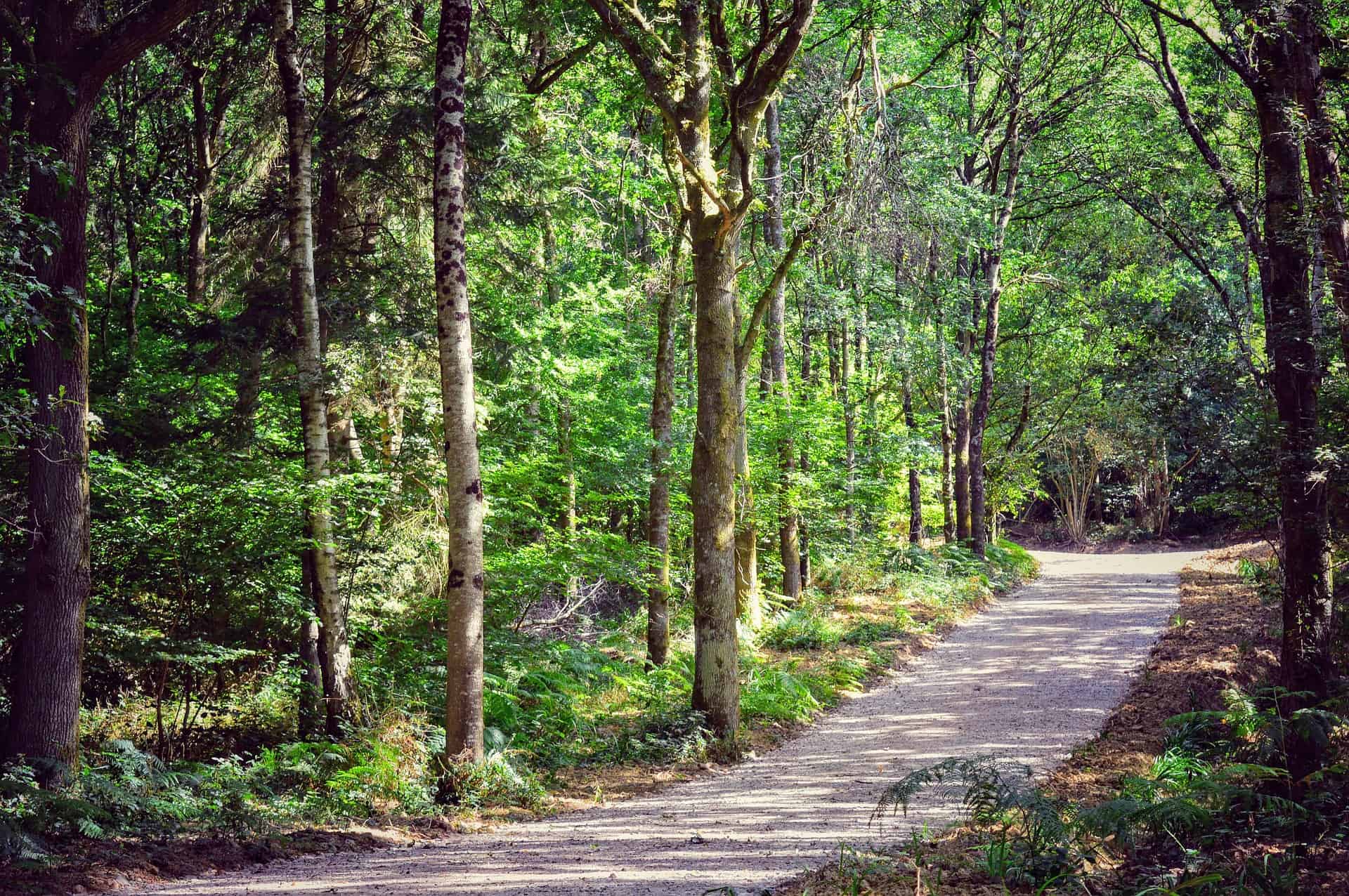 Forest of Dean hikes for beginners | The Wyndham